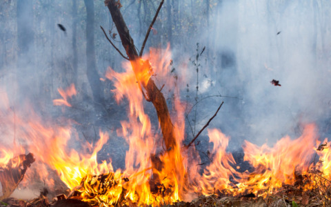 Nove incendi boschivi nel mese di agosto, uno è doloso
