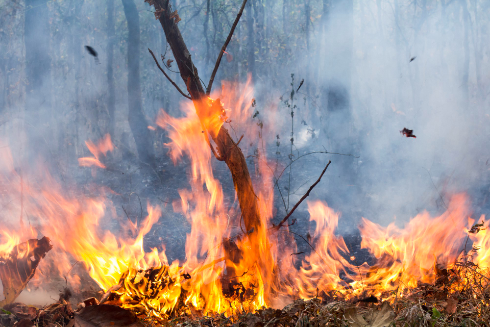 Nove incendi boschivi nel mese di agosto, uno è doloso